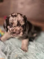 Mason, a male Cocker Spaniel for sale in Hardy, AR – 2 of 2