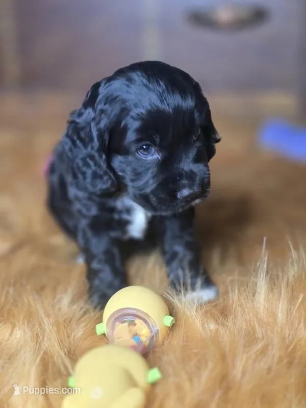 Ebony  – Cocker Spaniel puppy for sale in Hardy, AR