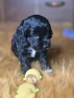 Ebony , a female Cocker Spaniel for sale in Hardy, AR – 1 of 10