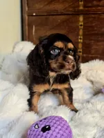 Sammy, a male Cocker Spaniel for sale in Hardy, AR – 8 of 10