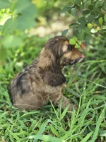 Zack, a male Cocker Spaniel for sale in Hardy, AR – 4 of 6