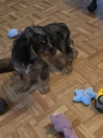 Sissy, a female Cocker Spaniel for sale in Hardy, AR – 6 of 10