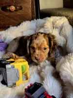 Cindy, a female Cocker Spaniel for sale in Hardy, AR – 4 of 9