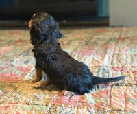 Sylvie, a female Cavalier King Charles Spaniel for sale in Hardy, AR – 4 of 5