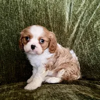 Lola, a female Cavalier King Charles Spaniel for sale in Hardy, AR – Photo 3 of 7