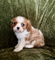 Lola, a female Cavalier King Charles Spaniel for sale in Hardy, AR – Photo 3 of 7