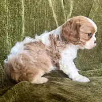 Lola, a female Cavalier King Charles Spaniel for sale in Hardy, AR – Photo 6 of 7