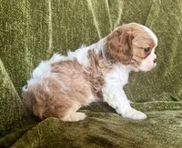 Lola, a female Cavalier King Charles Spaniel for sale in Hardy, AR – Photo 6 of 7