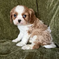 Lola, a female Cavalier King Charles Spaniel for sale in Hardy, AR – Photo 5 of 7