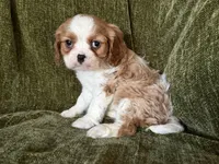 Lola, a female Cavalier King Charles Spaniel for sale in Hardy, AR – Photo 5 of 7