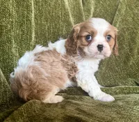 Lola, a female Cavalier King Charles Spaniel for sale in Hardy, AR – Photo 2 of 7