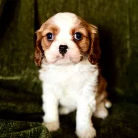 Lola, a female Cavalier King Charles Spaniel for sale in Hardy, AR – Photo 1 of 7