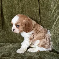 Lola, a female Cavalier King Charles Spaniel for sale in Hardy, AR – Photo 7 of 7