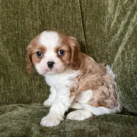 Lola, a female Cavalier King Charles Spaniel for sale in Hardy, AR – Photo 4 of 7