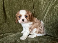 Lola, a female Cavalier King Charles Spaniel for sale in Hardy, AR – Photo 4 of 7