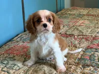 Benson, a male Cavalier King Charles Spaniel for sale in Hardy, AR – 5 of 5
