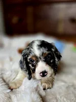 Cameron , a male Cocker Spaniel for sale in Hardy, AR – 4 of 9