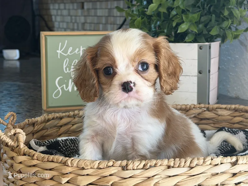 Annie – Cavalier King Charles Spaniel puppy for sale in Hardy, AR