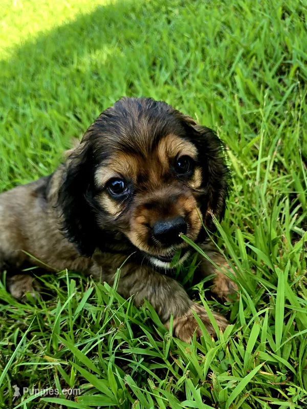 Alley – Cocker Spaniel puppy for sale in Hardy, AR