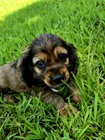 Alley, a female Cocker Spaniel for sale in Hardy, AR – 1 of 10
