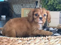 Maddie , a female Cavalier King Charles Spaniel for sale in Hardy, AR – 2 of 8