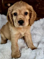 Buffy , a male Cocker Spaniel for sale in Hardy, AR – 9 of 9