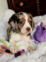 Princess , a female Cocker Spaniel for sale in Hardy, AR – 5 of 9