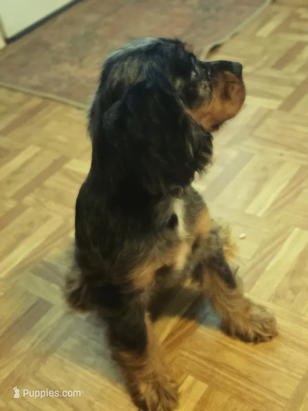 Sissy – Cocker Spaniel puppy for sale in Hardy, AR