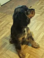 Sissy, a female Cocker Spaniel for sale in Hardy, AR – 1 of 10