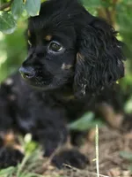 Cassy, a female Cocker Spaniel for sale in Hardy, AR – 2 of 10
