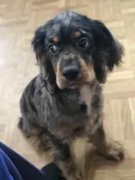 Beautiful Girl, a female Cocker Spaniel for sale in Hardy, AR – 2 of 10