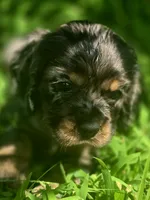 Beautiful Girl, a female Cocker Spaniel for sale in Hardy, AR – 5 of 9