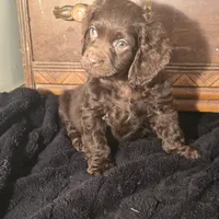 Willow, a female Cocker Spaniel for sale in Hardy, AR – Photo 2 of 8