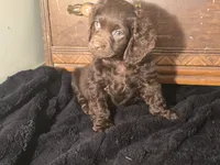 Willow, a female Cocker Spaniel for sale in Hardy, AR – Photo 2 of 8