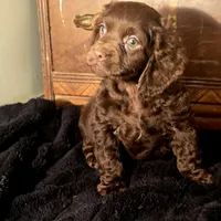 Willow, a female Cocker Spaniel for sale in Hardy, AR – Photo 5 of 8
