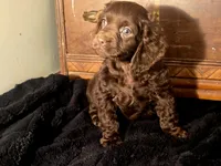Willow, a female Cocker Spaniel for sale in Hardy, AR – Photo 5 of 8