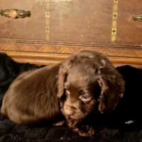 Willow, a female Cocker Spaniel for sale in Hardy, AR – Photo 3 of 8