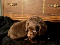 Willow, a female Cocker Spaniel for sale in Hardy, AR – Photo 3 of 8