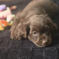 Willow, a female Cocker Spaniel for sale in Hardy, AR – Photo 7 of 8