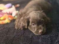 Willow, a female Cocker Spaniel for sale in Hardy, AR – Photo 7 of 8