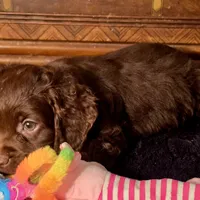 Willow, a female Cocker Spaniel for sale in Hardy, AR – Photo 4 of 8