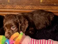Willow, a female Cocker Spaniel for sale in Hardy, AR – Photo 4 of 8