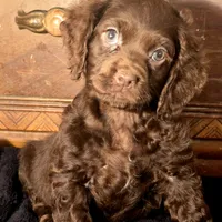 Willow, a female Cocker Spaniel for sale in Hardy, AR – Photo 1 of 8