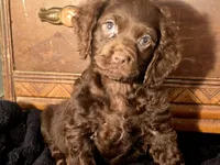 Willow, a female Cocker Spaniel for sale in Hardy, AR – Photo 1 of 8