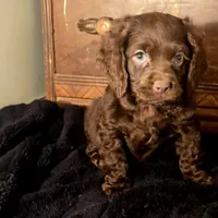 Willow, a female Cocker Spaniel for sale in Hardy, AR – Photo 6 of 8