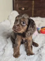 Moose Tracks, a male Cocker Spaniel for sale in Hardy, AR – 6 of 9