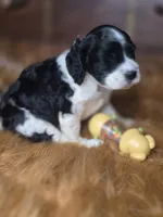 Panda, a female Cocker Spaniel for sale in Hardy, AR – 3 of 9