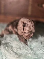 Willow, a female Cocker Spaniel for sale in Hardy, AR – 5 of 10
