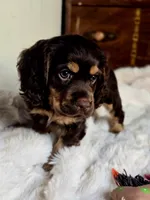 Banjo, a male Cocker Spaniel for sale in Hardy, AR – 6 of 9