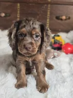 Moose Tracks, a male Cocker Spaniel for sale in Hardy, AR – 5 of 9
